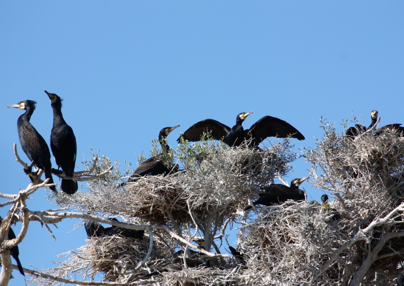 Bafa Gölü çevresinde yuva yapmış göçmen kuşlar