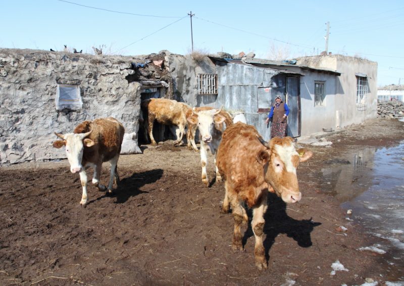 Hacı Sefa teyze ile evinin bahçesinde sohbet ediyoruz - Kars Esenkent Köyü