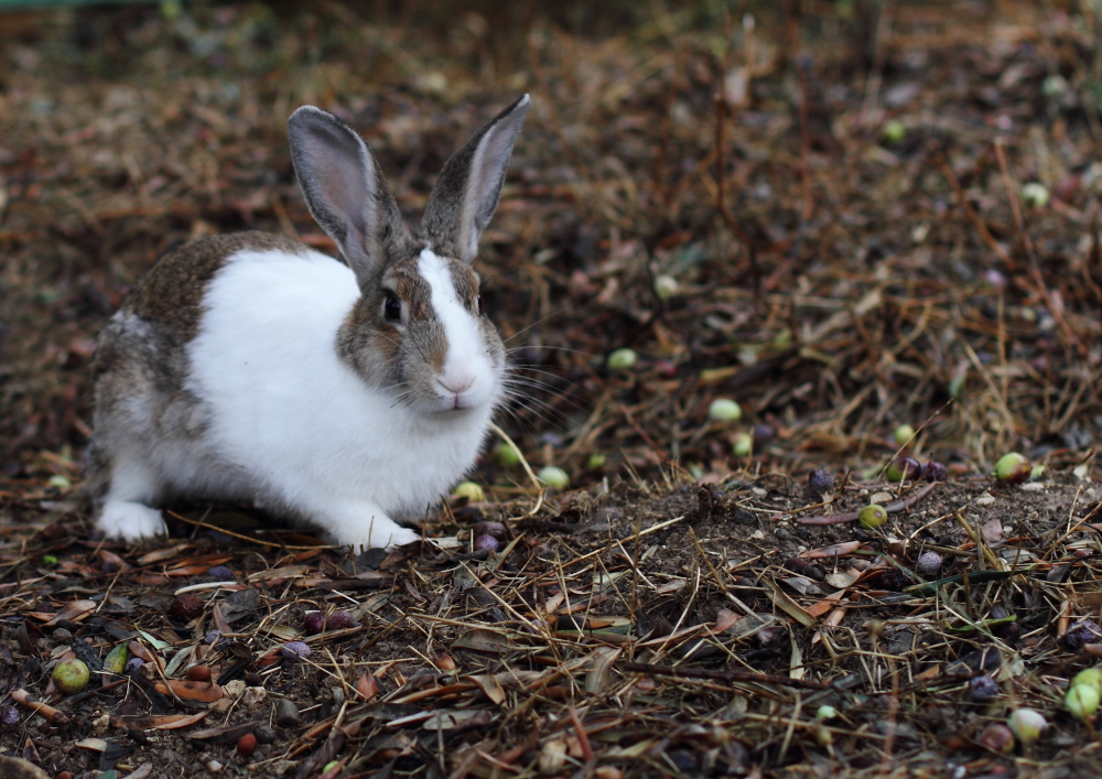 tavşan, tavşan iki kulaklı!