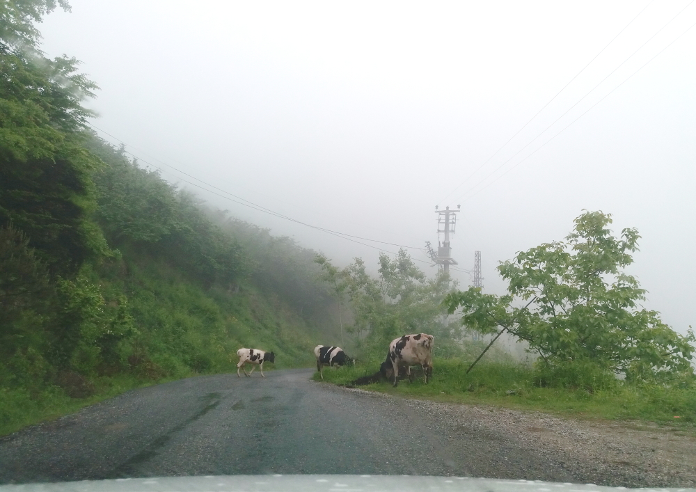 Davlumbaz Yaylası yolu