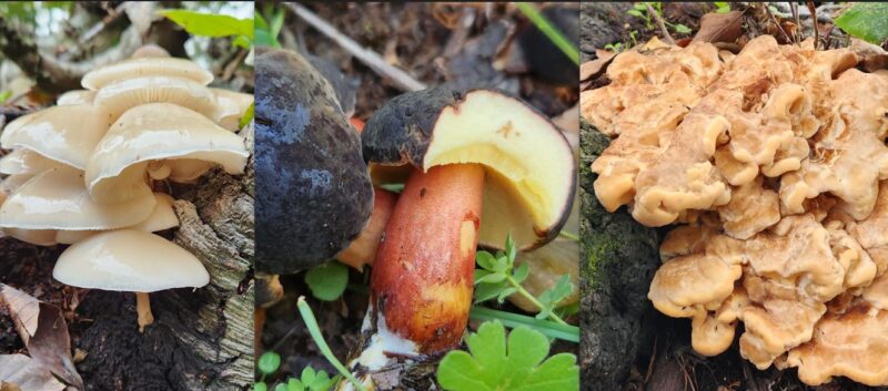 Oudemansiella mucida - Xerocomus zelleri - Meripilus giganteus