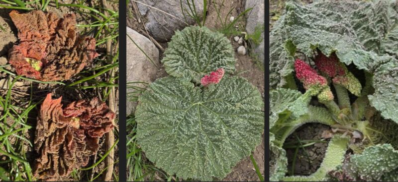 Işkın otu gelişimi (Rheum ribes)