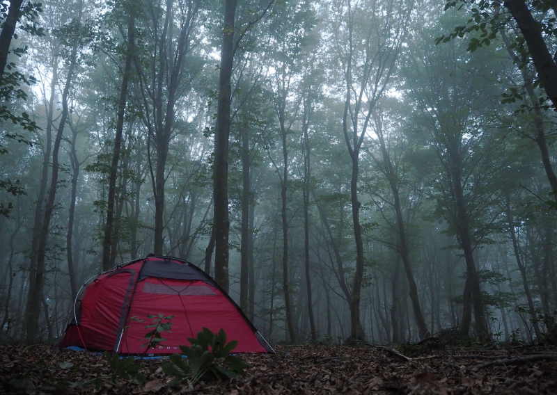 Kayın ormanında sisli bir sabah